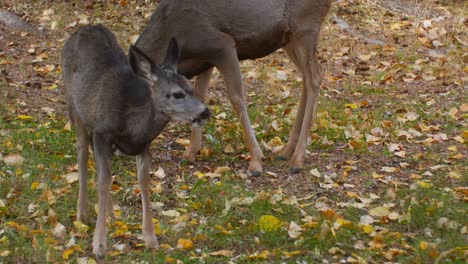 Deer-mother-and-fawn-grazing-in-the-yard-at-autumn