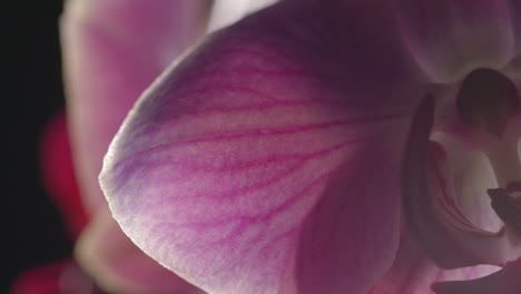 Bunte-Fuchsia-Orchideenblume-Zarte-Blütenblattvene,-Makro-Nah-Oben