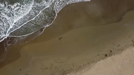 Smooth-aerial-drone-flight-bird's-eye-view-drone-shot-of-coastline-waves-empty-lonely-mystery-beach