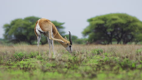 Antílope-Springbok-En-La-Sabana-Verde-Rascándose-La-Oreja-En-La-Reserva-De-Caza-Del-Kalahari-Central-En-Botswana