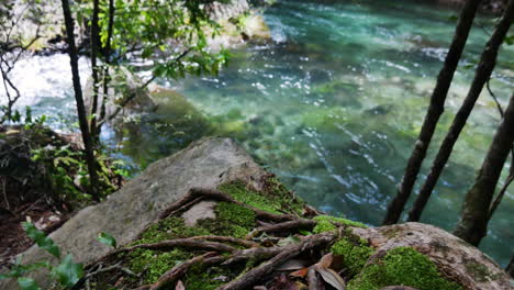 Close-up-shot-of-mossy-river-shore-with-plants-and-calm-flowing-Tarawera-River-in-background---Beautiful-sunny-day-in-New-Zealand