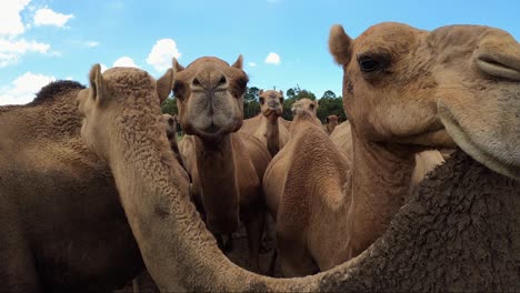 Herauszoomen-Aus-Einer-Nahaufnahme-Einer-Großen-Gruppe-Neugieriger-Kamele,-Die-Die-Kamera-Beäugen