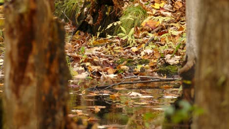 Amerikanisches-Rotkehlchen,-Das-Während-Der-Herbstsaison-Auf-Feuchtgebieten-Im-Wald-Badet