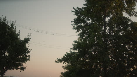 Birds-sit-on-a-wire-at-sunset-on-rural-farmland-in-Missouri-and-fly-away