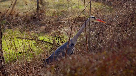 Gray-heron-walks-through-the-bushes-towards-a-small-stream