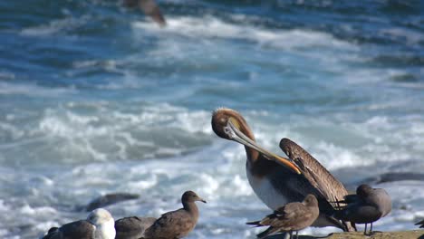 Kalifornischer-Brauner-Pelikan-Und-Möwen-In-La-Jolla-Kalifornische-Ozeanwellen,-Die-Zusammenstoßen