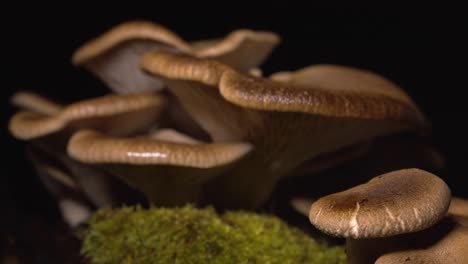 Brown-homegrown-mushrooms-rack-focus-close-up-on-black-background