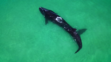 Cute-interaction-of-Southern-Right-whale-calf-with-mom-in-clear-shallows,-aerial