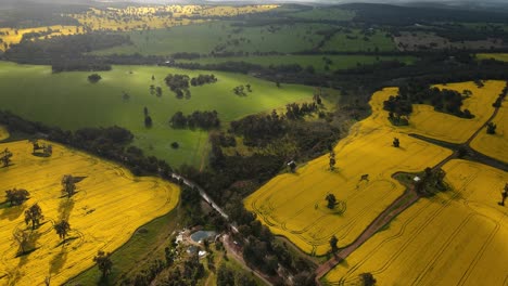 Canola-fields-from-above-in-rain