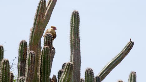 Hermoso-Pájaro-Caracara-Sentado-Sobre-Un-Gran-Cactus-En-La-Isla-Caribeña-De-Curacao
