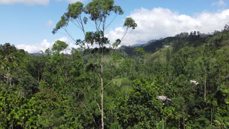 Drone-Avanzando-Hacia-Un-árbol-Alto-Oscilante-En-El-Fondo-Del-Cielo-Azul,-Demodara,-Sri-Lanka