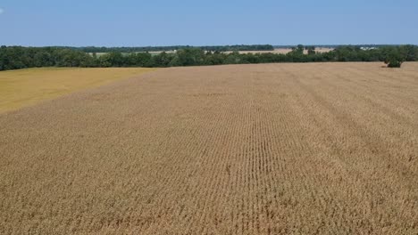 Rising-Pedestal-Drone-View-Dried-Field-Rows-of-Corn-Stalks-Fall-Autumn-Harvest