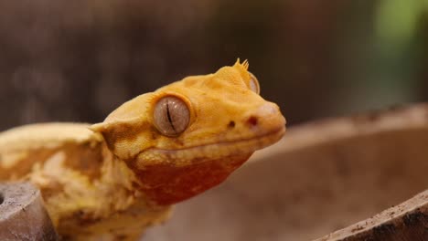 Close-up-of-crested-gecko's-head-with-skin-details