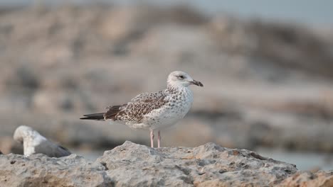 Aves-Migratorias-Gaviota-De-Lomo-Negro-Menor---Juvenil-Deambulando-Por-La-Costa-Rocosa-De-Bahrein-En-Busca-De-Comida