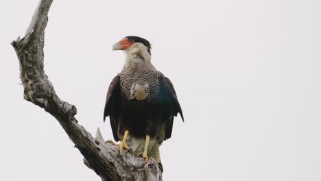 Scavenger-bird,-crested-caracara,-caracara-plancus-perched-stationary-on-the-tree-branch,-slowly-digest-the-food-during-the-day-at-Ibera-wetlands,-Argentina