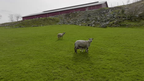 Lamb-drinking-from-ewe-in-steep-lush-pasture