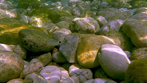 Close-up-underwater-view-of-Saddled-bream-fish-swimming-in-clear-seawater-on-rocky-seabed