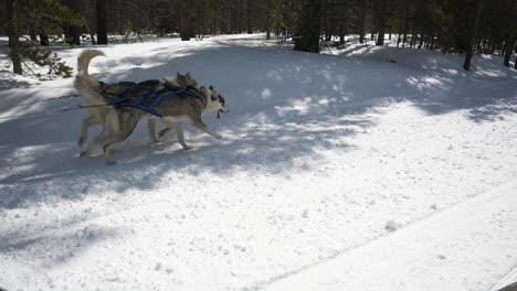 Riding-along-lead-dogs-on-a-dog-sled-team-during-a-race,-slowmo