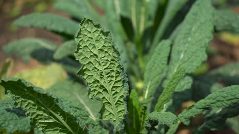 Dinosaur-Kale-growing-from-farm-curly-kale-red-kale-green-kale