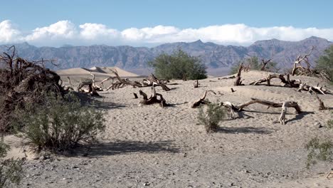 Dead-dry-trees-in-Death-Valley,-Mojave-Desert-California,-Aerial-dolly-in-shot