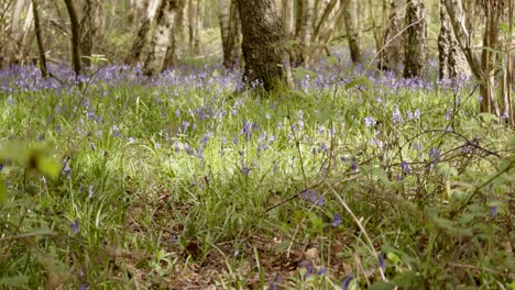 bluebell-wood-with-sun-breaking-through