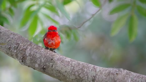 Common-vermilion-flycatcher,-pyrocephalus-rubinus-with-beautiful-bright-red-plumage,-perching-on-the-tree-branch-with-green-foliages-swaying-in-the-slow-motion-in-the-background-on-a-windy-day