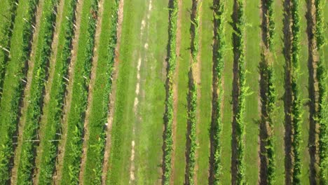 Close-up-flying-over-vineyard-in-Slovenia