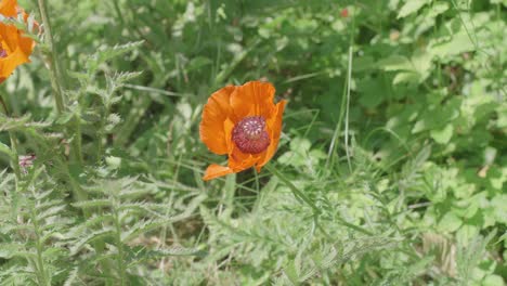 A-bee-pollinating-and-collecting-nectar-from-a-blooming-orange-poppy