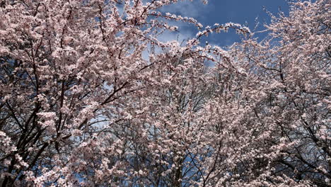Taking-video-of-cherry-blossoms