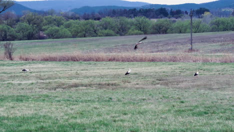 Storks-on-the-field-hunting-searching-for-food,-then-flying-off-in-4k