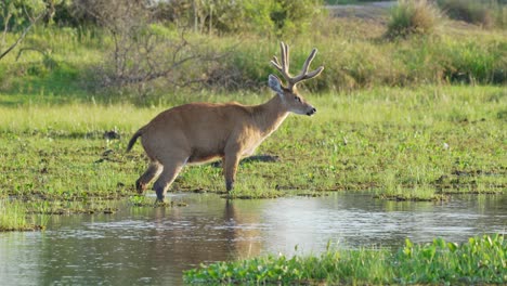 Marsh-deer,-blastocerus-dichotomus-with-majestic-antlers,-standing-still-in-the-rippling-swampy-water-under-beautiful-afternoon-sunlight-and-slowly-walk-away-at-pantanal-natural-region,-south-america