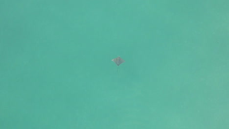 Vertical-aerial-of-Spotted-Eagle-Ray-swimming-in-turquoise-ocean-water