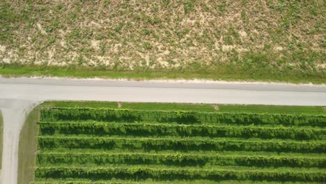 Path-through-vineyard-fields-aerial-drone