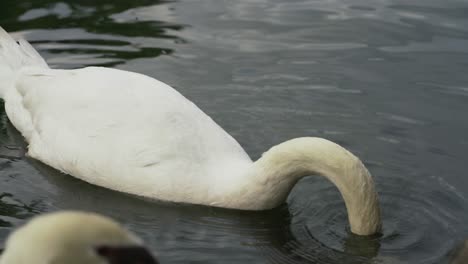 Close-of-of-head-of-white-swan-at-lake-in-Singapore