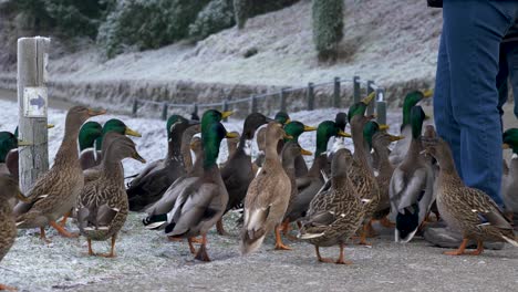 Mallard-Ducks-standing-close-to-people-waiting-for-them-to-feed-them-on-a-cold-winter-day