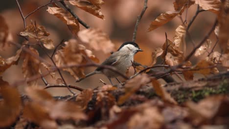 Eurasian-blackcap-surrounded-by-earthy-brown-fall-colored-foliage