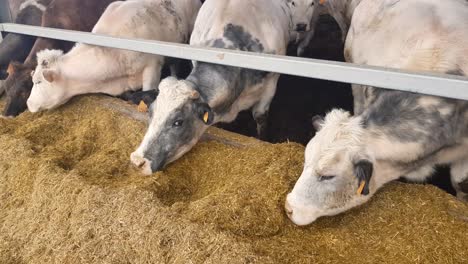 Kühe-In-Einem-Stall-Fressen-Futter,-Landwirtschaftliche-Industrie
