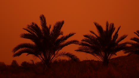 Palm-trees-blown-by-the-wind-under-a-Sahara-haze