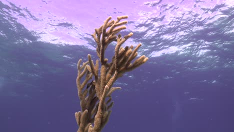 Weichkorallen-Unter-Der-Wasseroberfläche-Mit-Vorbeiziehenden-Wellen