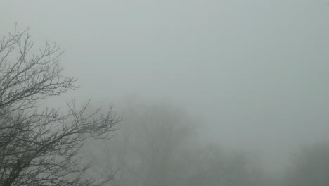 Cold-December-ghostly-haunting-leafless-tree-branches-silhouette-in-dense-Winter-fog