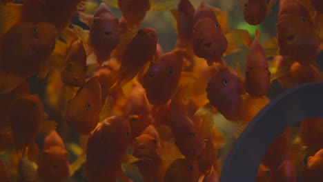 Orangenfische-Schwimmen-Im-Wassertank-Im-Aquarium
