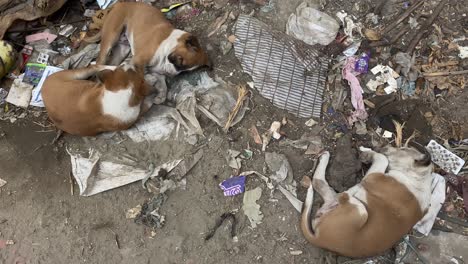 Cute-hungry-street-dog-puppy-sleeping-at-a-dirty-garbage-dump-yard