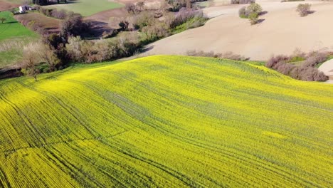 Aerial-zoom-out-of-yellow-rapeseed-field-in-countryside-landscape