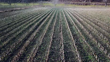 cut-corn-in-field,-crops-harvested,-farm-life,-rows-of-cut-corn-crop