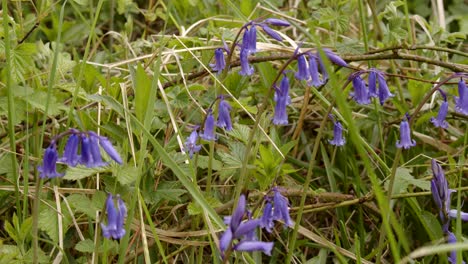 woodland-bluebells-flowers-in-hedgerow