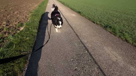 Pov-of-walking-the-dog-on-a-sunny-spring-morning