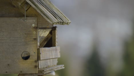Closeup-of-a-birdhouse-with-colorful-birds-flying-in-and-out-searching-and-eating-food-at-winter-time-in-nature-captured-in-4k-in-slow-motion-at-120fps