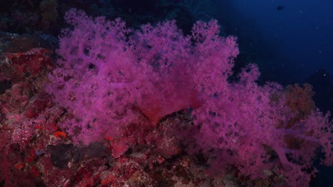 Rosa-Weichkorallen-Auf-Korallenfelsen-Am-Tropischen-Korallenriff-Auf-Den-Philippinen