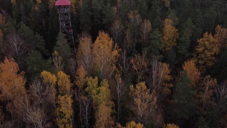 Aerial-drone-view-of-a-colourful-dark-forest-in-Ogres-Zilie-Kalni-National-Park-in-Latvia-in-Northern-Europe-during-autumn