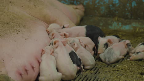 Adorable-scene-of-pig-farming